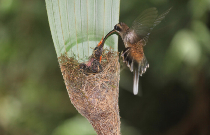 Fig. 8 Long-billed Hermit, Ermitaño Colilargo <i>Phaethornis longirostris</i></i> (Trochilidae) hembra alimentando a sus pichones sobre su nido en el extremo de una hoja de una palmera <i>Astrocaryum alatum</i></i> (Arecaceae). 20 de abril 2021, Rio Chón Sector Del Oro ACG. Foto: Roster Moraga