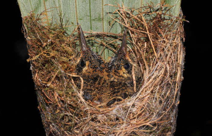 Fig. 9 Long-billed Hermit, Ermitaño Colilargo <i>Phaethornis longirostris</i></i> (Trochilidae) pichones sobre su nido en el extremo de una hoja de una palmera <i>Astrocaryum alatum</i></i> (Arecaceae). 20 de abril 2021, Rio Chón Sector Del Oro ACG. Foto: Roster Moraga