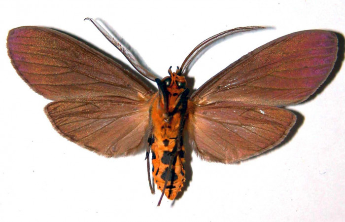 Fig. 2 Adulto <i>Pelochyta umbrata</i></i>(Erebidae) vista ventral mide 48mm. Sendero Arenales, Sector Cacao, 1080m.  00-SRNP-268-DHJ39119.