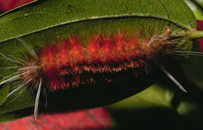 Fig. 3 Larva <i>Pelochyta umbrata</i></i> (Erebidae) vista ventral mide 45mm. Quebrada Serrano, Sector Del Oro, 585m. 99-SRNP-15241-DHJ52316.jpg