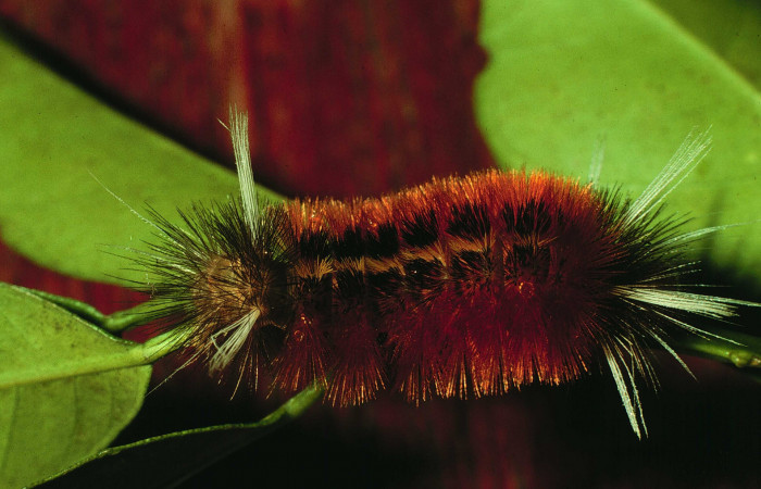 Fig. 4 Larva <i>Pelochyta umbrata</i></i> (Erebidae) vista ventral mide 27mm. Estacion San Cristobal, Sector San Cristobal, 640m. 97-SRNP-6358-DHJ43469.jpg