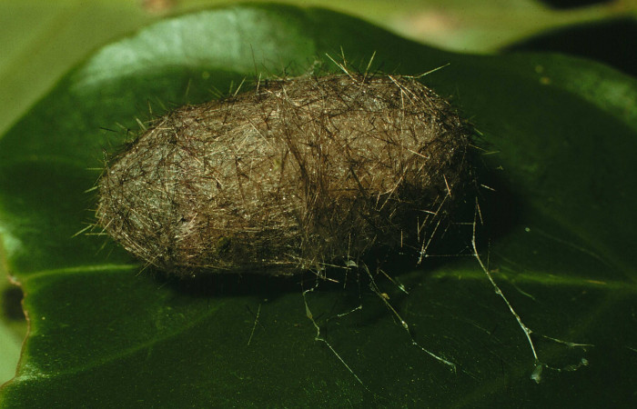 Fig. 5 Capullo <i>Pelochyta umbrata</i></i> (Erebidae) vista ventral mide 18mm. Sendero Arenales, Sector Cacao, 1080m.97-SRNP-1628-DHJ41706.jpg