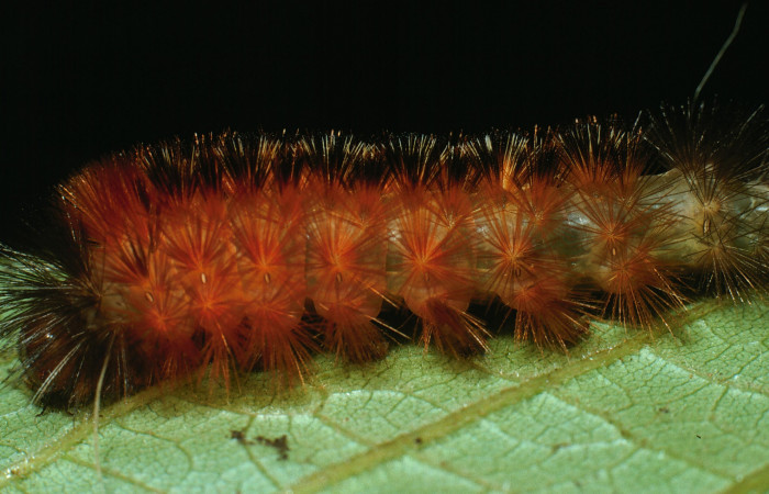 Fig. 7 Larva <i>Pelochyta amyeaderae</i></i> (Erebidae) vista ventral mide 36mm. Sendero Carmona, Sector San Cristobal, 670m. 03-SRNP-7558-DHJ74901.jpg