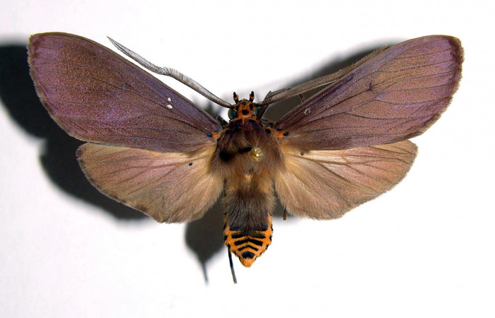 Fig. 8 Adulto <i>Pelochyta amyeaderae</i></i> (Erebidae) vista dorsal mide 51mm. Rio Blanco Abajo, Sector San Cristobal, 500m. 00-SRNP-11952-DHJ93412.