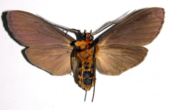 Fig. 9 Adulto <i>Pelochyta amyeaderae</i></i> (Erebidae) vista ventral mide 51mm. Sendero Arenales, Sector Cacao, 500m.00-SRNP-11952-DHJ93413.