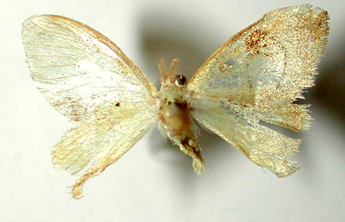 Figura 7. Adulto de <i>Paracraga argentea</i></i> (Dalceridae),  macho vista dorsal, localidad Camino Río Francia, Sector Rincón Rain Forest ACG (410m). Voucher: 01-SRNP-4136-DHJ33638.jpg.