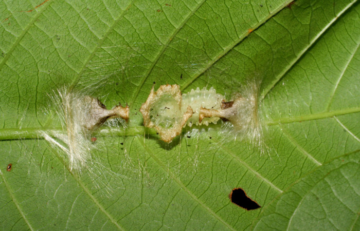Figura 5. Prepupa de <i>Paracraga argentea</i></i> (Dalceridae), vista dorsal, localidad Suampo Uncaria, Sector San Cristóbal ACG (506m). Voucher: 06-SRNP-842-DHJ424574.jpg.