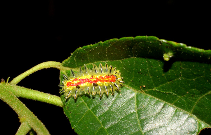 Figura 2. Larva <i>Paracraga argentea</i></i> (Dalceridae), penúltimo estadío (PU) vista dorsal, localidad Sendero Huerta, Sector San Cristóbal ACG (527m). Voucher: 07-SRNP-1784-DHJ420996.jpg.