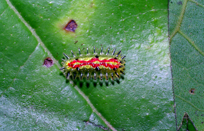 Figura 3. Larva <i>Paracraga argentea</i></i> (Dalceridae), penúltimo estadío (PU) vista dorsal, localidad Casa Roberto, Sector Pitilla ACG (520m). Voucher: 07-SRNP-32668-DHJ426915.jpg.