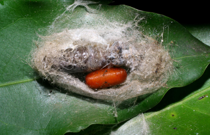 Figura 13. Pupario de parásito <i>Patelloa</i></i> xanthuraDHJ01 (Tachinidae) que ataca <i>Paracraga argentea</i></i> (Dalceridae), localidad Vado Huacas, Sector Mundo Nuevo ACG (490m). Voucher: 07-SRNP-58780-DHJ428848.jpg.