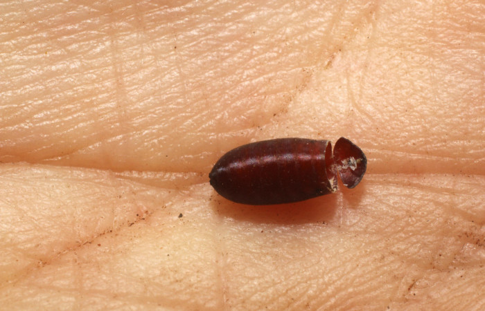 Figura 11. Restos de pupario de parásito <i>Itaplectops</i></i> TWood01DHJ01 (Tachinidae) que ataca <i>Paracraga argentea</i></i> (Dalceridae), localidad Camino Albergue Oscar, Sector Rincón Rain Forest ACG (560m). Voucher: 12-SRNP-1536-DHJ801007.jpg.