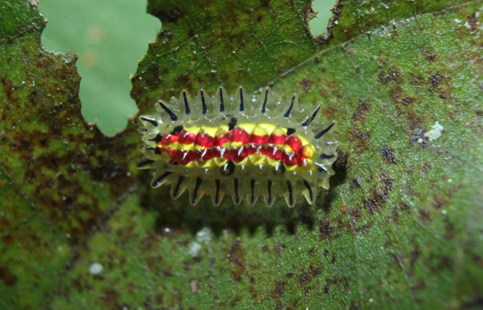 Figura 4. Larva <i>Paracraga argentea</i></i> (Dalceridae), último estadío (U) vista dorsal, localidad Medrano Estación Biológica Quica, Sector Pitilla ACG (380m). Voucher: 15-SRNP-70218-DHJ726833.jpg.