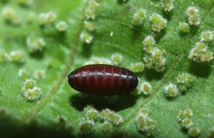 Figura 12. Pupario de parásito (Tachinidae) que ataca <i>Paracraga argentea</i></i> (Dalceridae), localidad Medrano Estación Biológica Quica, Sector Pitilla ACG (380m). Voucher: 15-SRNP-70218-DHJ727146.jpg.
