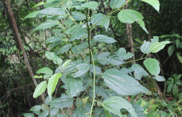 Figura 14. Planta hospedera de <i>Paracraga argentea</i></i> (Dalceridae), esta planta se llama <i>Trichospermun grewiifolium</i></i> (Malvaceae), localidad Medrano Estación Biológica Quica, Sector Pitilla ACG (380m), foto: Ricardo Calero 02 Febrero 2022.