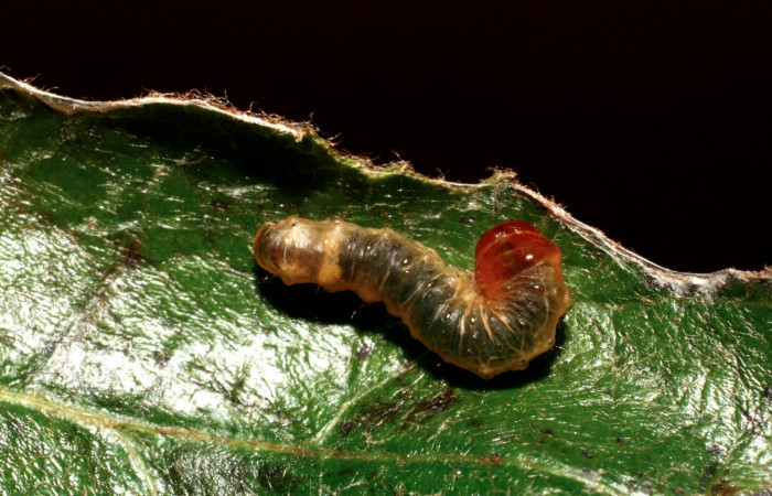 Fig.10 vista dorsal <i>Cleomantes</i></i> eumatilisDHJ02 (Thyrididae), se colectó 12 septiembre 2008, Sector El Pitilla, Estacion Quica 470mts(08-SRNP-72463-DHJ449921.jpg).