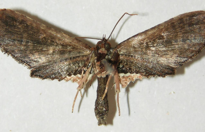 Fig.4 Vista dorsal, <i>Cleomantes</i></i> eumatilisDHJ02 (Thyrididae), eclosionó 18 octubre 2011, Sector Rincon Rain Forest, Finca Esmeralda, 123mts. (10-SRNP-72953-DHJ534769.jpg).