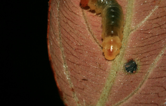 Fig.5 Parte trasera, <i>Cleomantes eumatilis</i></i> (Thyrididae), se colectó 20 enero 2012, Sector El Hacha, Estación Los Almendros, 290mts. (12-SRNP-2022-DHJ487128.jpg)