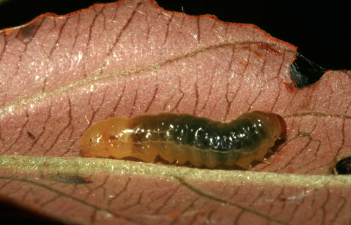 Fig.6 Parte lateral, <i>Cleomantes eumatilis</i></i> (Thyrididae), se colectó 20 enero 2012, Sector El Hacha, Estación Los Almendro, 290mts.(12-SRNP-2022-DHJ487130.jpg.