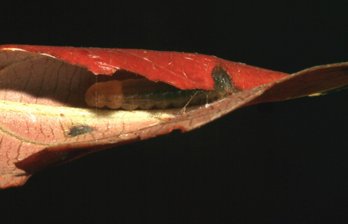 Fig.7 Larva dentro de casita <i>Cleomantes eumatilis</i></i> (Thyrididae), se colectó 20 enero 2012, Sector El Hacha, Estación Los Almendros, 290mts. (12-SRNP-2022-DHJ487127.jpg).