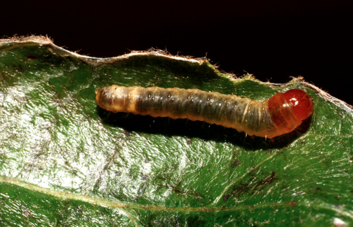Fig.8 Parte dorsal, <i>Cleomantes</i></i> eumatilisDHJ02 (Thyrididae), se colectó 12 setiembre 2008, Sector El Pitilla, Estación Quica, 470mts. (08-SRNP-72463-DHJ449920.jpg).