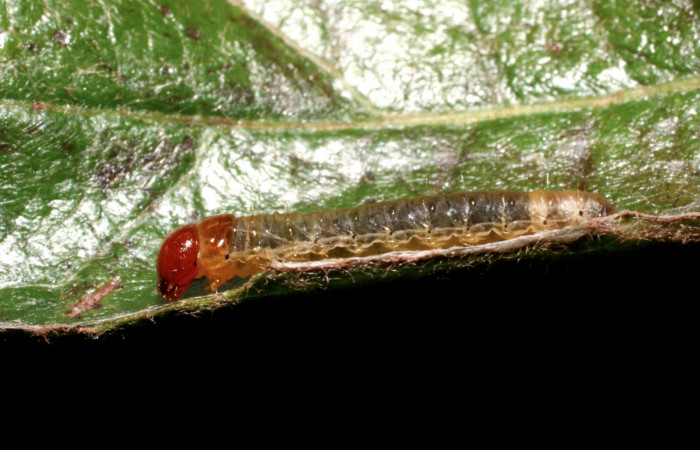 Fig.9 vista lateral <i>Cleomantes</i></i> eumatilisDHJ02 (Thyrididae), se colectó 12 septiembre 2008, Sector Pitilla, Estación Quica, 470mts. (08-SRNP-72463-DHJ449919.jpg).