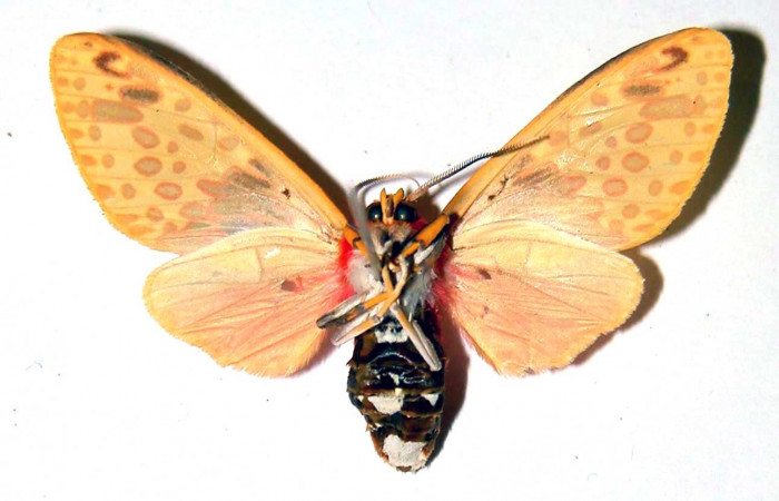 Figura 10. Adulto parte ventral hembra de <i>Amaxia josealfredohernandezi </i></i>(Erebidae), vista ventral hembra. Voucher: 01-SRNP-22772-DHJ38865.