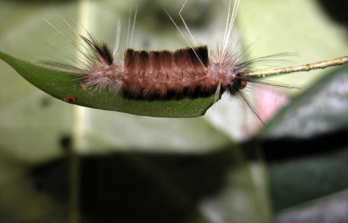 Figura 4. Larva de <i>Amaxia josealfredohernandezi</i></i> (Erebidae) PU. Posición frontal. Voucher: 03-SRNP-37164-DHJ91048.jpg.