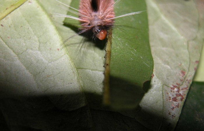 Figura 3. Larva de <i>Amaxia josealfredohernandezi</i></i> (Erebidae) PU. Posición frontal. Voucher: 03-SRNP-37164-DHJ91049.jpg.