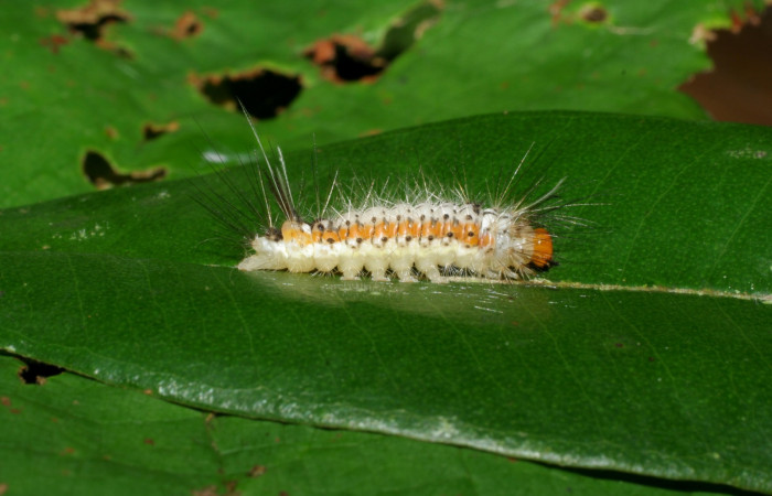  Figura 2. Larva de <i>Amaxia josealfredohernandezi</i></i> (Erebidae) PPU. Posición lateral. Voucher: 05-SRNP-34652-DHJ424415.jpg.