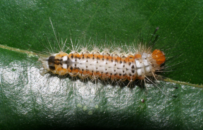 Figura 1. Larva de <i>Amaxia josealfredohernandezi</i></i> (Erebidae) PPU. Posición dorsal. Voucher: 05-SRNP-34652-DHJ424418.jpg.