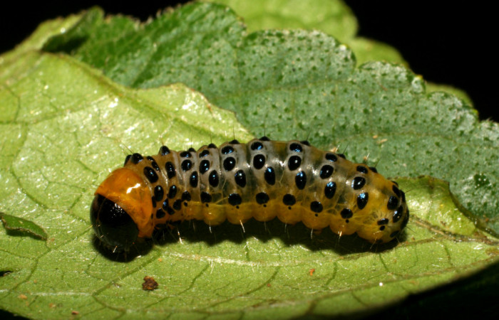 Figura 4. Larva <i>Dysodia</i></i> oculatanaDHJ01 (Thyrididae), último estadío (U) vista dorsal, localidad Pasmompa, Sector Pitilla ACG (440m). Voucher: 07-SRNP-30692-DHJ418712.jpg.