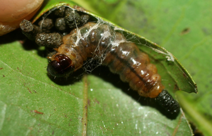 Figura 12. Larva <i>Dysodia</i></i> Janzen12 (Thyrididae), último estadío (U) vista dorsal, localidad Casa Roberto, Sector Pitilla ACG (520m). Voucher: 07-SRNP-32663-DHJ426910.jpg.