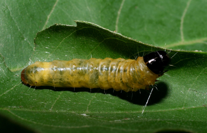 Figura 13. Larva <i>Dysodia</i></i> Janzen35 (Thyrididae), último estadío (U) vista dorsal, localidad Portón Rivas, Sector Mundo Nuevo ACG (570m). Voucher: 08-SRNP-56117-DHJ442693.jpg.