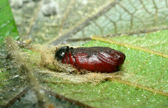 Figura 7. Pupa de <i>Dysodia</i></i> Janzen35 (Thyrididae), vista ventral, localidad Bosque San Emilio, Sector Santa Rosa ACG (300m). Voucher: 09-SRNP-14004-DHJ454775.jpg.