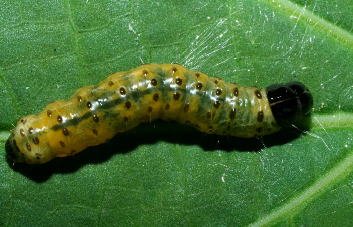 Figura 14. Larva <i>Dysodia</i></i> Janzen03 (Thyrididae), último estadío (U) vista dorsal, localidad Potrero Argentina, Sector San Cristóbal ACG (520m). Voucher: 09-SRNP-1931-DHJ453920.jpg.