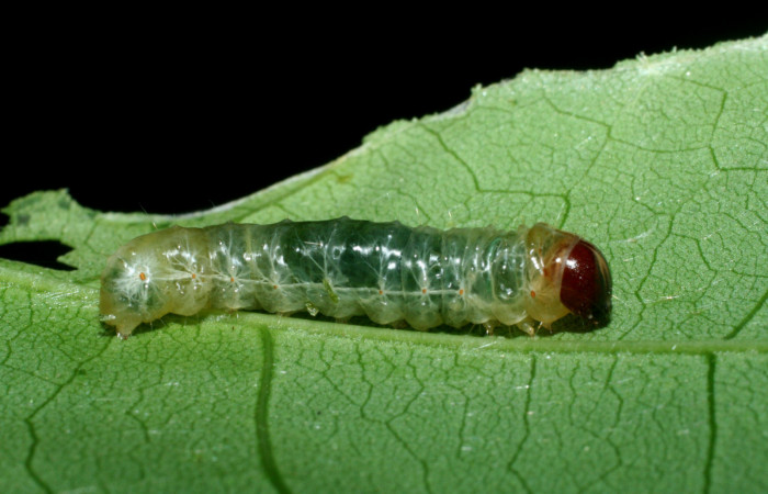 Figura 15. Larva <i>Dysodia spissicornis</i></i> (Thyrididae), último estadío (U) vista lateral, localidad Quebradona, Estación Biológica Quica, Sector Pitilla ACG (475m). Voucher: 09-SRNP-70977-DHJ457642.jpg.