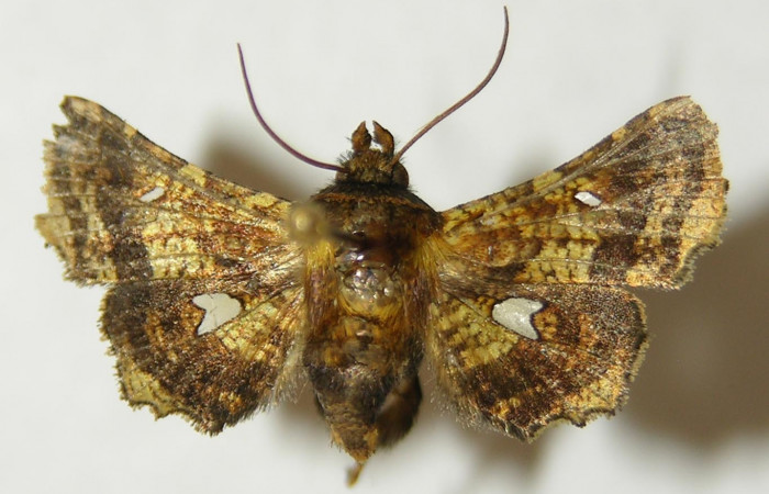 Figura 8. Adulto de <i>Dysodia</i></i> oculatanaDHJ01 (Thyrididae), vista dorsal, localidad Sendero Suspiro, Estación Biológica Quica, Sector Pitilla ACG (439m). Voucher: 10-SRNP-71126-DHJ534796.jpg.