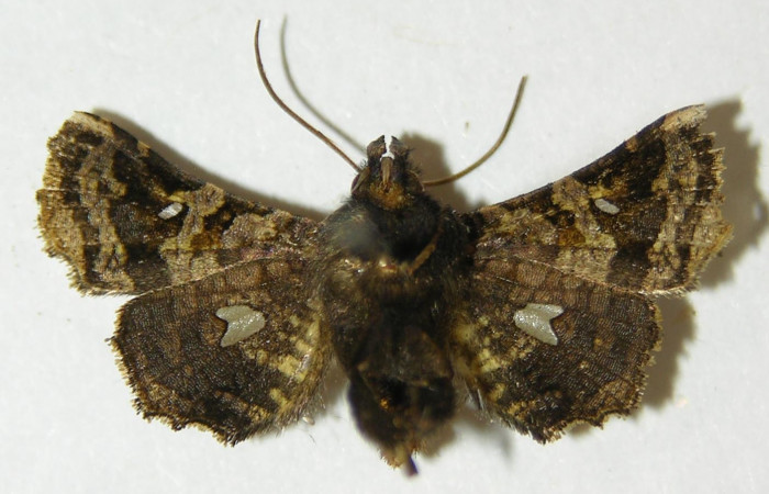 Figura 9. Adulto de <i>Dysodia</i></i> oculatanaDHJ01 (Thyrididae), vista ventral, localidad Sendero Suspiro, Estación Biológica Quica, Sector Pitilla ACG (439m). Voucher: 10-SRNP-71126-DHJ534797.jpg.