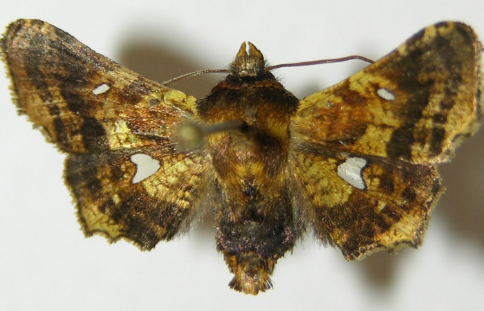 Figura 10. Adulto de <i>Dysodia</i></i> oculatanaDHJ01 (Thyrididae), vista dorsal, localidad Sendero Suspiro, Estación Biológica Quica, Sector Pitilla ACG (439m). Voucher: 10-SRNP-71128-DHJ534792.jpg.