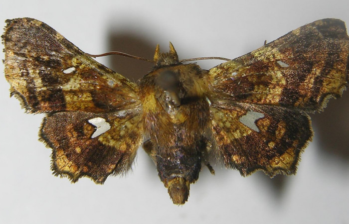 Figura 1. Adulto de <i>Dysodia</i></i> oculatanaDHJ01 (Thyrididae), vista dorsal, localidad Sendero Huerta, Sector San Cristóbal ACG (527m). Voucher: 11-SRNP-3710-DHJ558234.jpg.