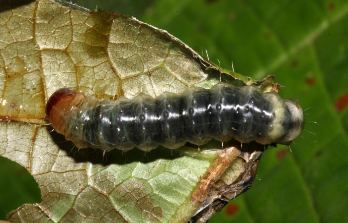 Figura 16. Larva <i>Dysodia</i></i> Janzen10 (Thyrididae), último estadío vista (U) dorsal, localidad Sendero Hoffmannia, Sector Pitilla ACG (825m). Voucher: 14-SRNP-31426-DHJ721293.jpg.