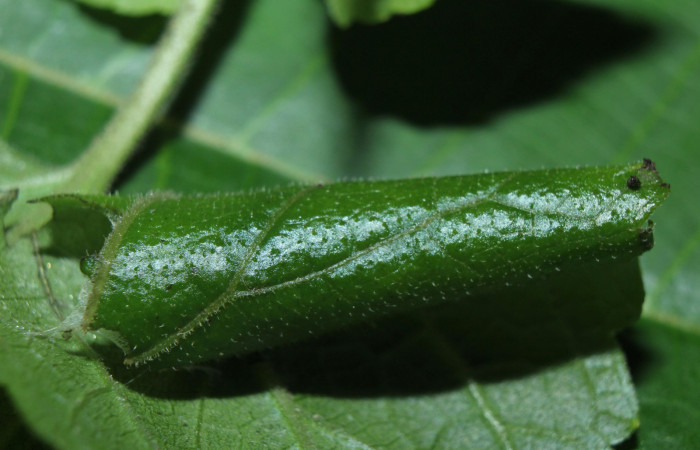 Figura 2. Habitat de <i>Dysodia</i></i> oculatanaDHJ01 (Thyrididae), localidad Medrano, Estación Biológica Quica, Sector Pitilla ACG (380m). Voucher: 14-SRNP-71684-DHJ723980.jpg.