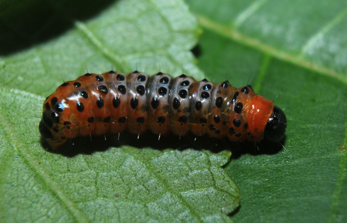 Figura 5. Larva <i>Dysodia</i></i> oculatanaDHJ01 (Thyrididae), último estadío (U) vista dorsal, localidad Medrano, Estación Biológica Quica, Sector Pitilla ACG (380m). Voucher: 14-SRNP-71684-DHJ723981.jpg.