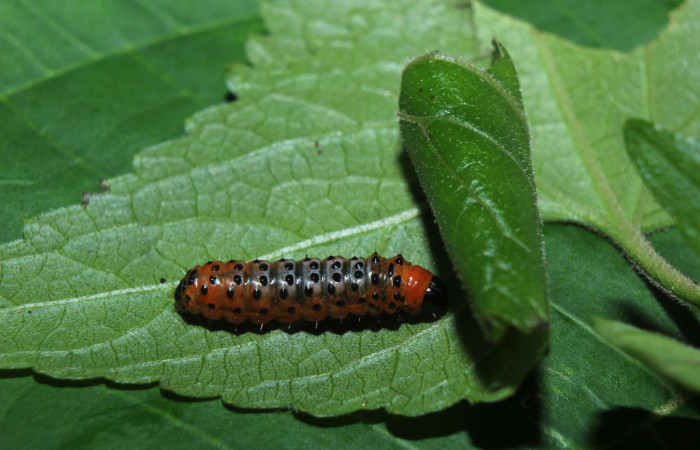 Figura 3. Larva <i>Dysodia</i></i> oculatanaDHJ01 (Thyrididae), penúltimo estadío (PU) vista dorsal, localidad Medrano, Estación Biológica Quica, Sector Pitilla ACG (380m). Voucher: 14-SRNP-71684-DHJ723985.jpg.