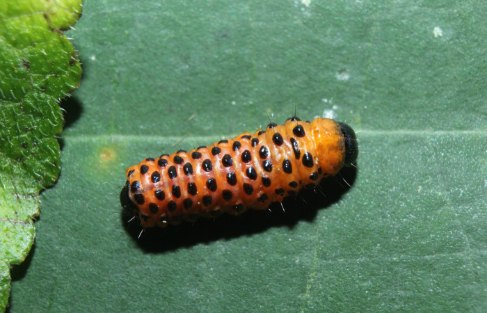 Figura 6. Prepupa de <i>Dysodia</i></i> oculatanaDHJ01 (Thyrididae), vista dorsal, localidad Medrano, Estación Biológica Quica, Sector Pitilla ACG (380m). Voucher: 14-SRNP-71684-DHJ723986.jpg.