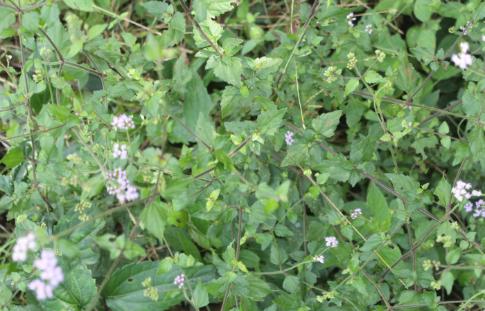 Figura 17. Planta hospedera de <i>Dysodia</i></i> oculatanaDHJ01 (Thyrididae), esta planta se llama <i>Ageratum conyzoides</i></i> (Asteraceae), localidad Estación Biológica Quica, Sector Pitilla ACG (470m), foto: Ricardo Calero 15 Febrero 2022.