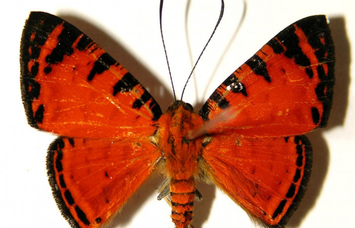 Figura 11. Adulto de <i>Symmachia xypete</i></i>, (Riodinidae), posición vista dorsal (macho). (04-SRNP-30015-DHJ91974.jpg).