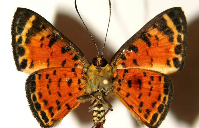 Figura 12. Adulto de <i>Symmachia xypete</i></i>, (Riodinidae), posición vista ventral (macho). (04-SRNP-30015-DHJ91975.jpg).