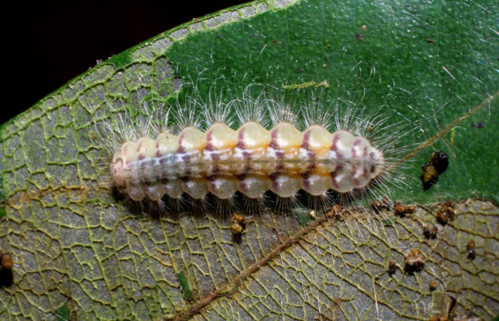 Figura 2. Larva en último estadio <i>Symmachia xypete</i></i>, (Riodinidae), alimentándose en <i>Myrcia splendens</i></i>, (Myrtaceae), posición dorsal, Sector Pitilla, Pasmompa (elevación 375 metros). 9 Noviembre 2005. (05-SRNP-34673-DHJ24451.jpg).