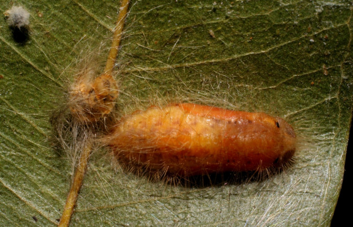 Figura 6. Pupa <i>Symmachia xypete</i></i>, (Riodinidae), posición dorsal, Sector Pitilla, Pasmompa, (elevación 440 metros). 27 febrero 2006, (06-SRNP-31049-DHJ425000.jpg)